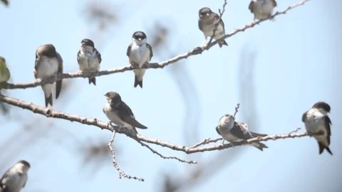 Bird Swallow, Group in Flight, taking off from tree, Slow Motion Video stock 113066013
