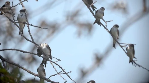 Bird Swallow, Group in Flight, taking off from tree, Slow Motion Video stock 113066047