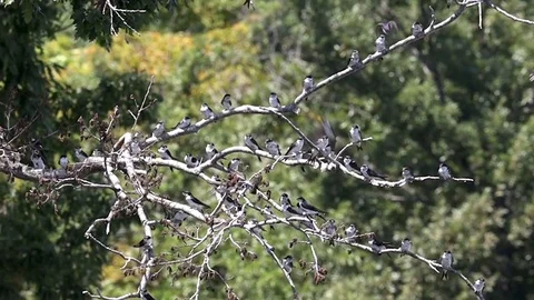 Bird Swallow, Group in Flight, taking off from tree, Slow Motion Stock Footage 113066051