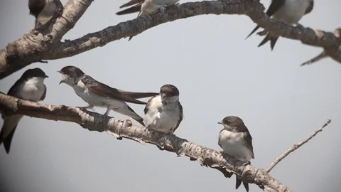 Bird Swallow, Group in Flight, taking off from tree, Slow Motion Stock Footage 113066066