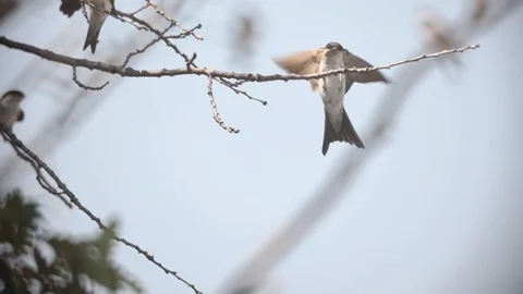 Bird Swallow, Group in Flight, taking off from tree, Slow Motion Stock Footage 113066091