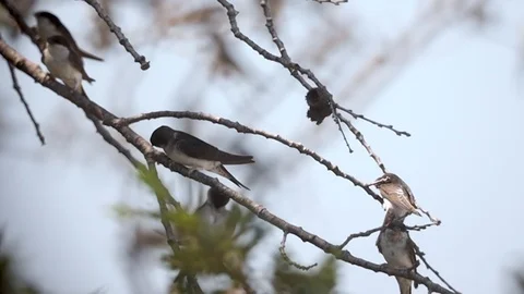 Bird Swallow, Group in Flight, taking off from tree, Slow Motion Stock Footage 113066102