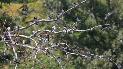 Bird Swallow, Group in Flight, taking off from tree, Slow Motion Stock Footage 113066522