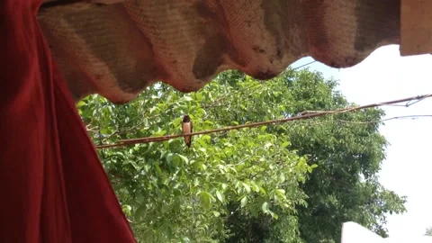 Bird swallow sits on a rope in summer on background of trees close and the wind Stock Footage 167892016