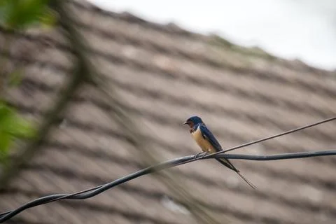 Bird - swallow sitting on a wire Stock Photos