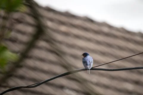 Bird - swallow sitting on a wire Stock Photos