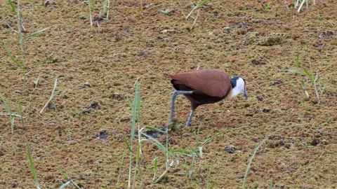 Bird in the Swamp Stock Footage 125454271
