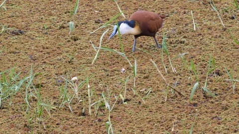 Bird in the Swamp Video stock 125454361