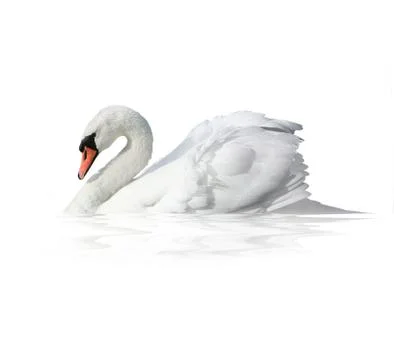 Bird swan on a white background Stock Photos