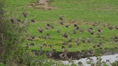 Bird swarm Stock Footage 26712813
