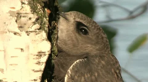 Bird Swift Stock Footage 11480048