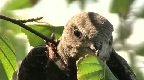 Bird Swift Stock Footage 11480271