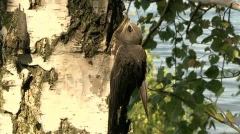 Bird Swift Stock Footage 11480538