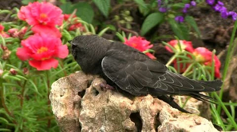 Bird Swift Stock Footage 11522112
