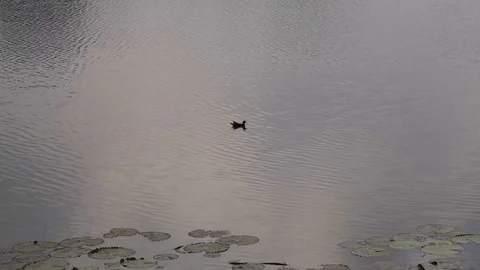 Bird swimming In the lake Stock Footage