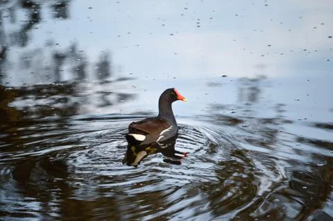 Bird swimming Stock Photos