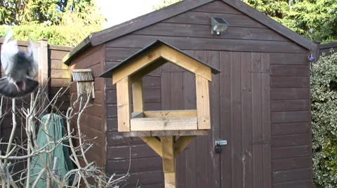 Bird table-01 Video stock 34318803