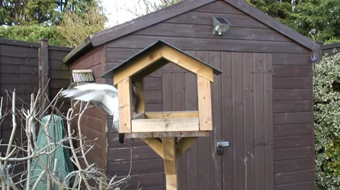 Bird table-02 Video stock 34318663