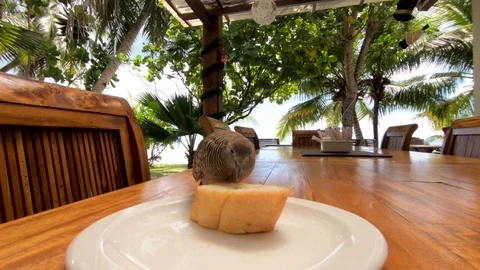 Bird on the table. Stock Footage 101974150