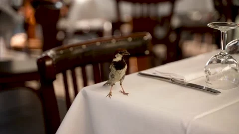 Bird on table musje Video stock 158099439