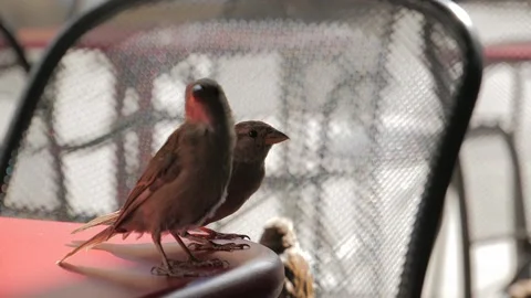 Bird on table slowmotion 4K Stock Footage 148967919