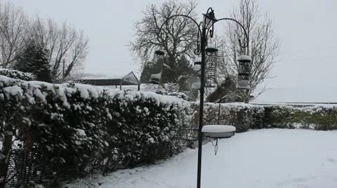 Bird Table Snow Stock Footage 20462357