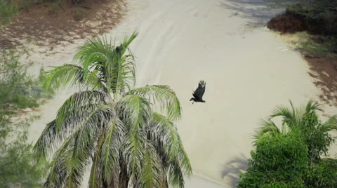 Bird take off Stock Footage 48407793