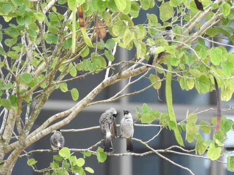 Bird take a rest under the tree Foto stock