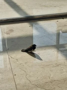 The Bird Take a Sun Bath 写真素材
