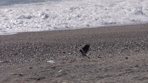 Bird takes a backwards jump on a beach with waste - Slow Motion Stock Footage 95696072