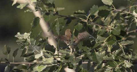 A bird takes flight, 4K slow Stock Footage 240550231