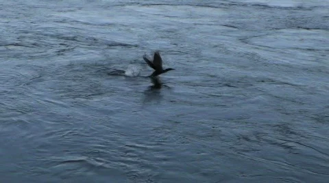 Bird takes off  Stock Footage 771783