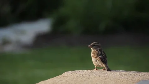 Bird takes off Stock-Footage 82329519