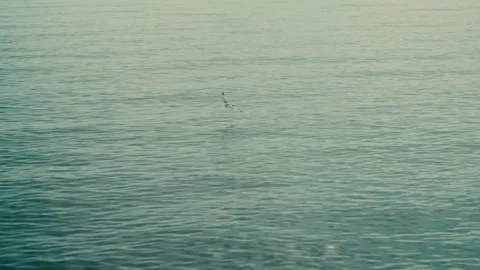 Bird Takes Off from Ocean Surface - Slow and Low Near Fairfield CT Stock Footage 308337407