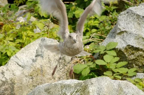 A Bird Takes Off Foto stock