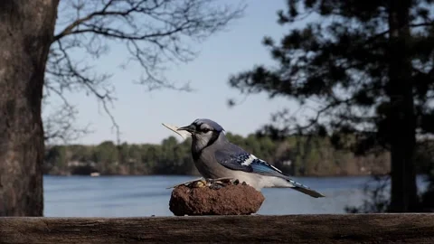 Bird takes a piece of bread then leaves. Video stock 148676958