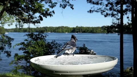 Bird takes a quick refreshing bath then flies away. Video stock 148676987