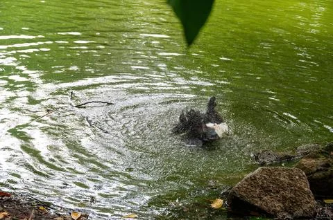 A bird takes a refreshing bath in a pond, splashing water everywhere. 스톡 사진