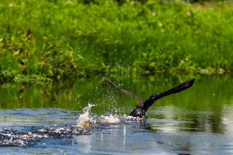 Bird taking off and causing splashes in river water with green vegetation Stock Photos