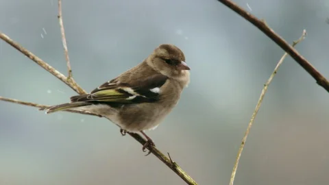 Bird taking off from bare branch, Compton Abbas, Dorset, UK Stock Footage 128839115