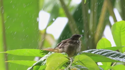Bird taking a bath. Stock Footage 51658987