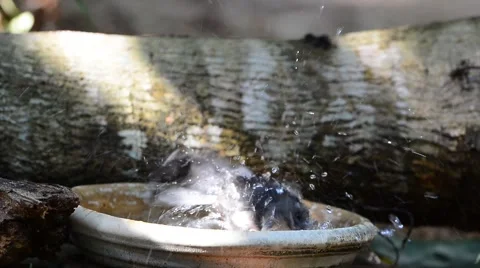 Bird taking a bath 動画素材 69049352