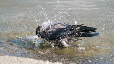 Bird taking a bath 스톡 동영상 92860767