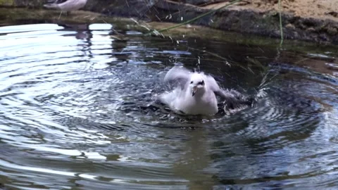 A bird taking a bath. Vídeos de archivo 313466013