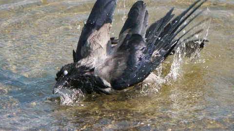 Bird taking a bath in slow motion 스톡 동영상 94394572