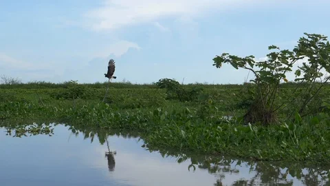 Bird taking off from a branch and flying above a river in colombia Stock Footage 129406257