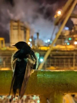 Bird taking a break 写真素材