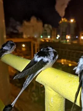 Bird taking a break 写真素材