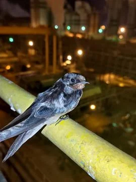 Bird taking a break 写真素材