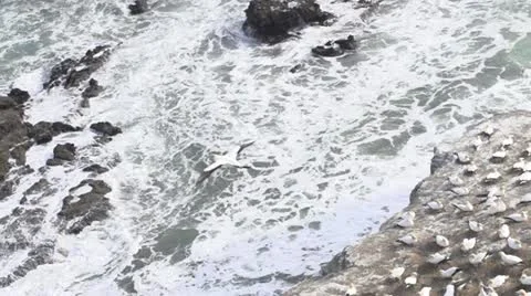 Bird Taking off a cliff Stock Footage 12106005